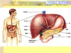 注意:8种不良习惯会损伤肝脏