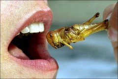 世界上12种美味昆虫食